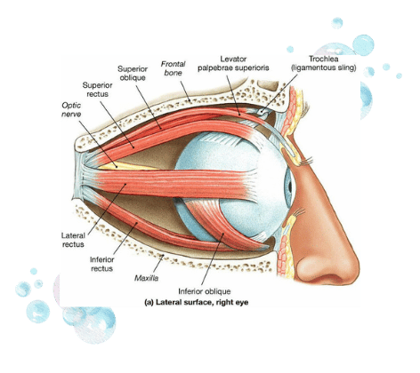 A chart showing the anatomy of an eye.